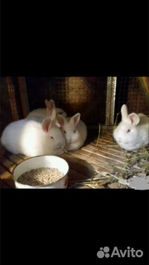 Кролики новозеландские белые