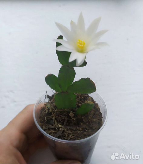 Традесканция и декабристы