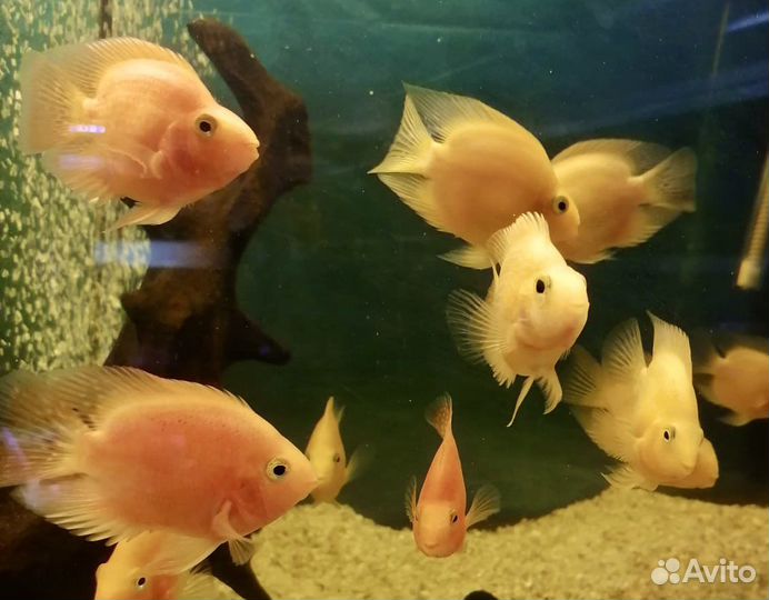 Желтые и Красные Попугаи