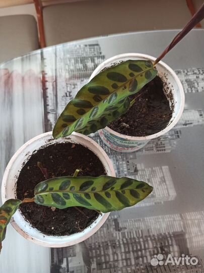 Пальма финиковая, строманта