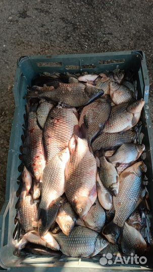 Карась живой свежий