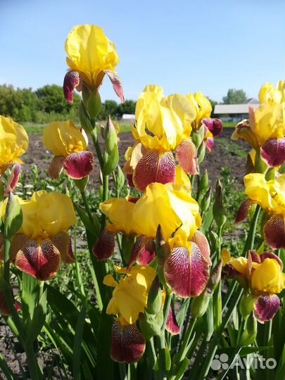 Ирис бородатый