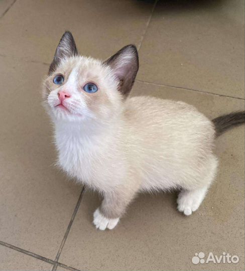 Ласковый малыш в добрые руки