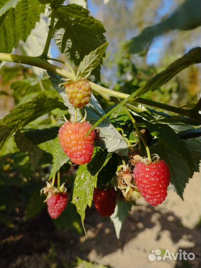 Ремонтантная малина