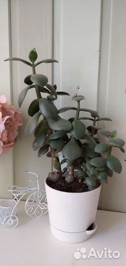 Крассула толстянка