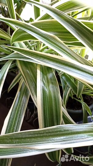 Пеперомия 2 вида, хлорофитум, хедера, колеус