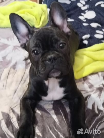 Французский бульдог щенок