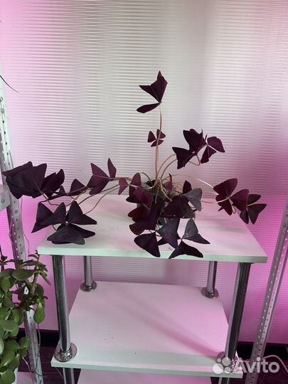 Кислица (оксалис, бабочки)