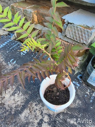 Рябинник рябинолистный