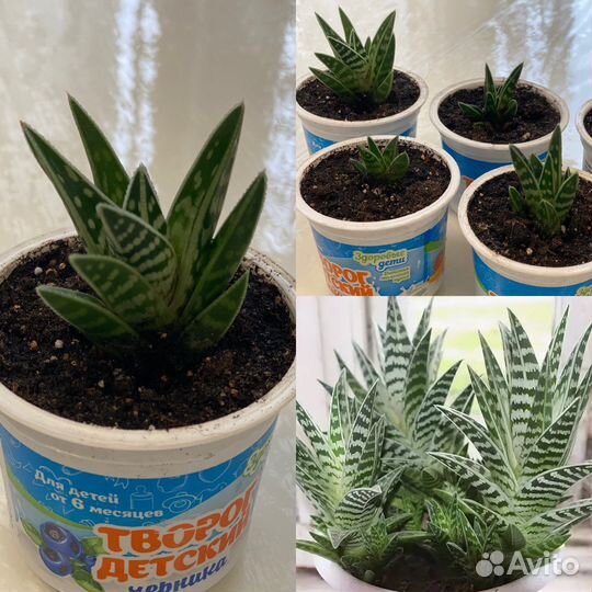 Суккуленты