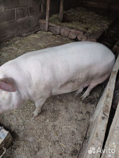 Свиньи живым весом,бык откорм