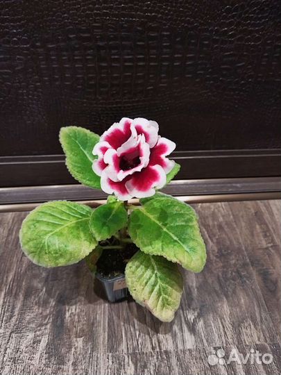 Глоксиния махровая