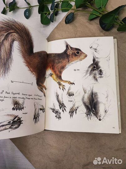 Скетчбук о дикой природе Англии