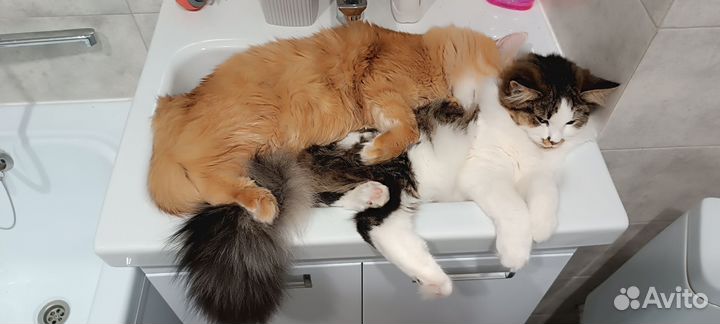 Котёнок 10 месяцев