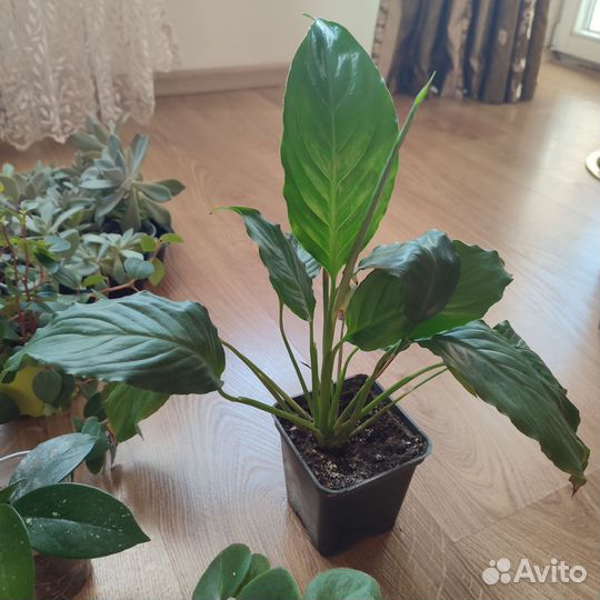 Комнатные цветы