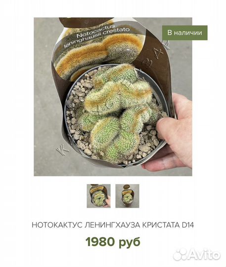 Кактусы Италия