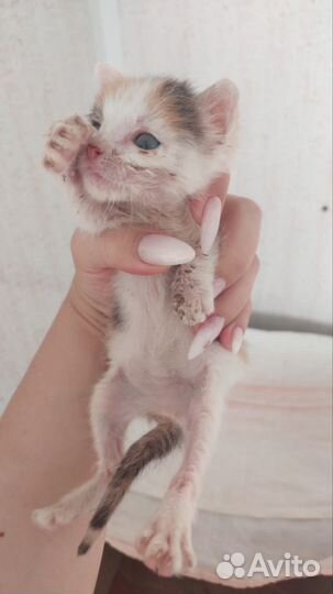 Котенок в добрые руки бесплатно