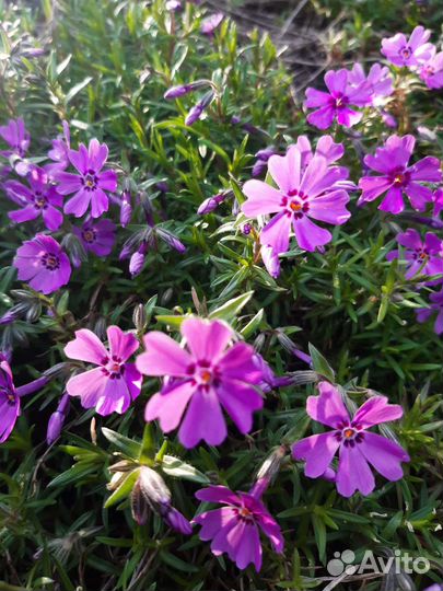 Флокс шиловидный(альпийский)