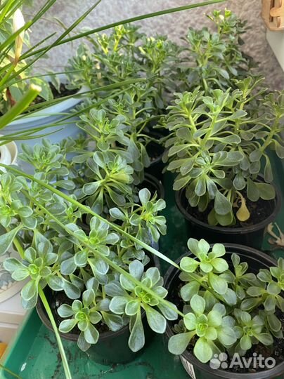 Аихризон дерево любви