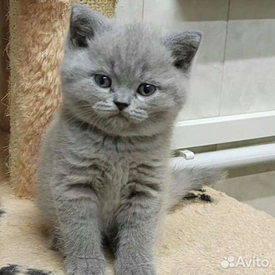 Британские котята