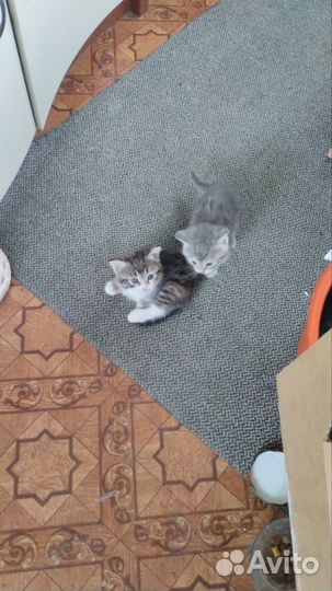 Кошки бесплатно