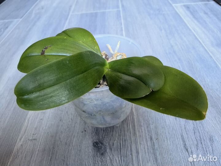 Орхидея фаленопсис Kimono