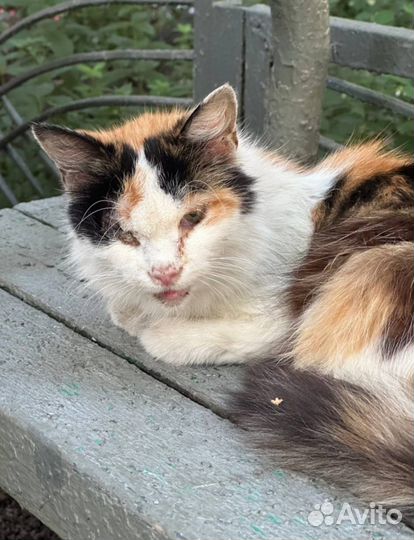 Кошке без глаза нужна помощь