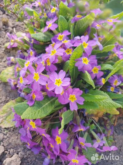 Продам примулы