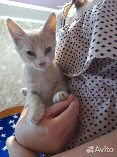 Котики в добрые руки бесплатно