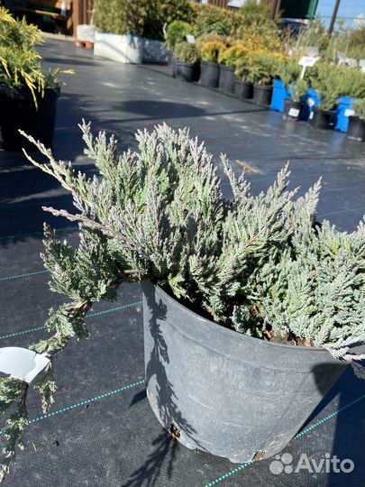 Можжевельник горизонтальный Блю Чип