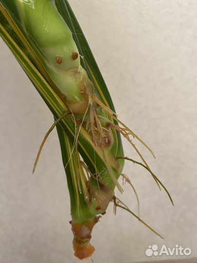 Сансевиерия Лауренти