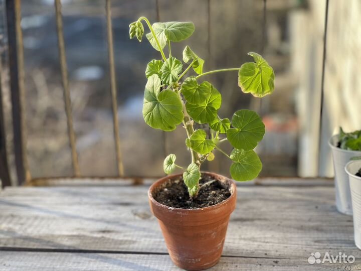 Пеларгония герань, белая, (цветущая)