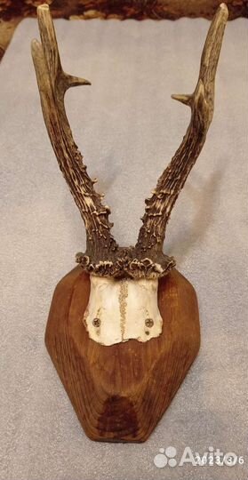 Рога косули