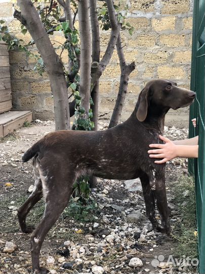 Курцхаар в добрые руки