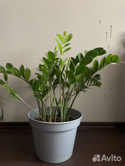 Замиокулькас большой