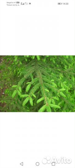 Приму пихтовую лапку