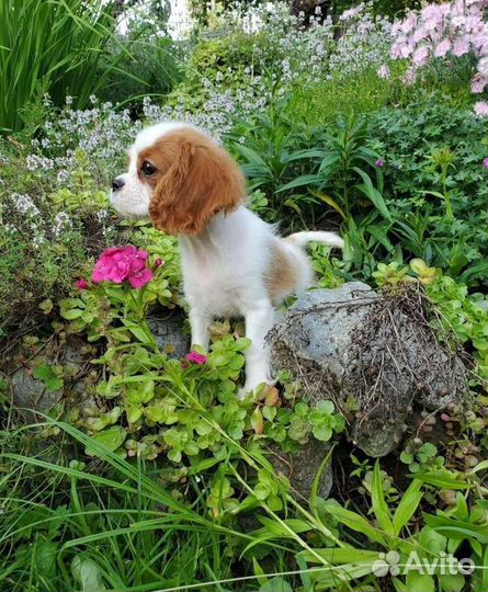 Спаниель кавалер