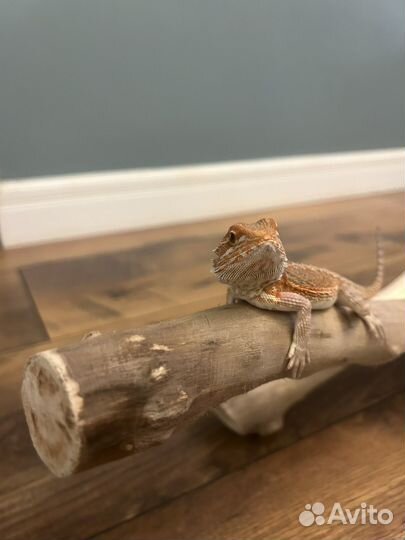 Коряги для террариума