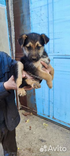 Щенки бесплатно