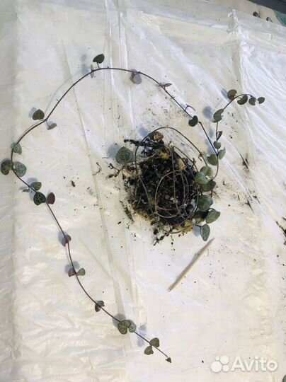 Церопегия вуда