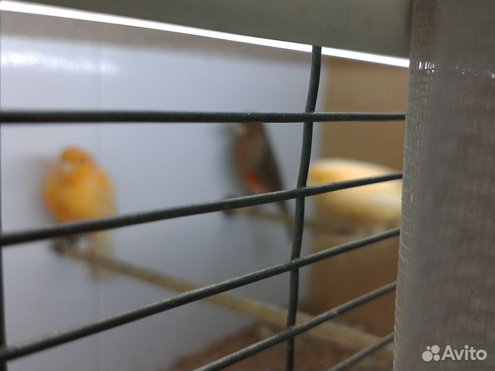 Канарейки пара зелёных.пара тёмна красных