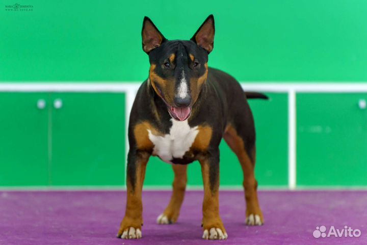 Вязка. Бультерьер стандартный