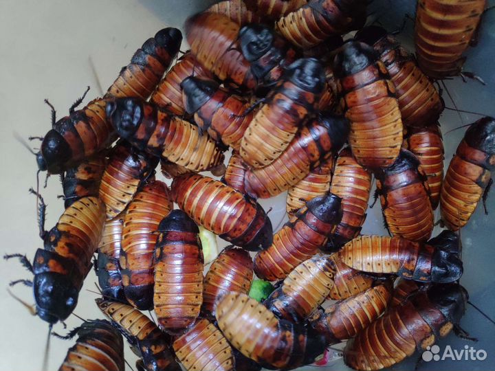 Мадагаскарский таракан