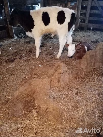 Продам телят
