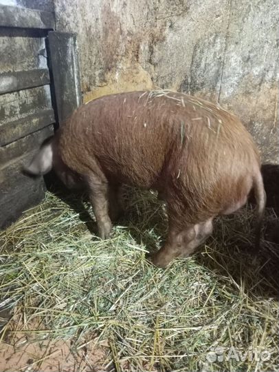 Поросята дюрок