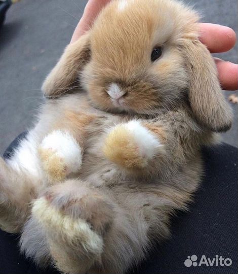 Карликовые кролики минилопы