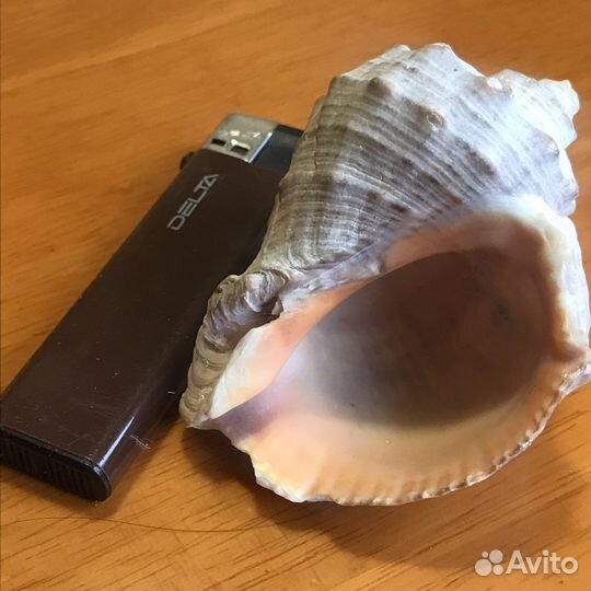 Морские сувениры