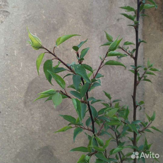 Саженец Абрикоса