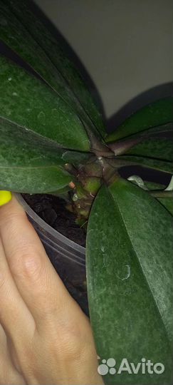 Орхидея парфюмерная фабрика Одорион