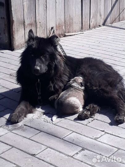 Потярялась собака